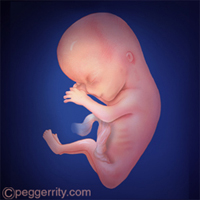 diagrama de un feto a las 12 semanas