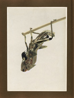 Locust hanging upside down