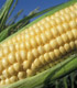 photo of corn in field
