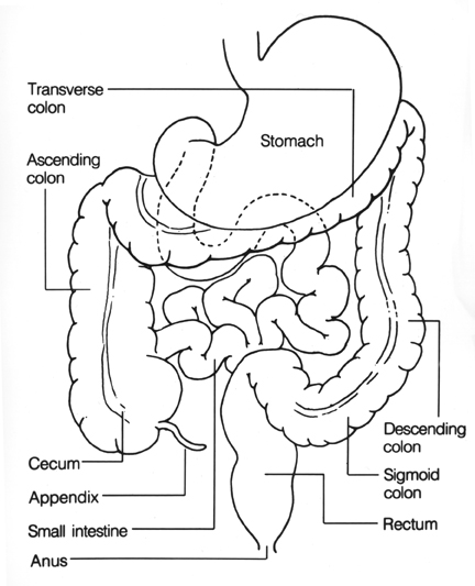 Line drawing showing colon, rectum, stomach, cecum, appendix, small intestine and anus