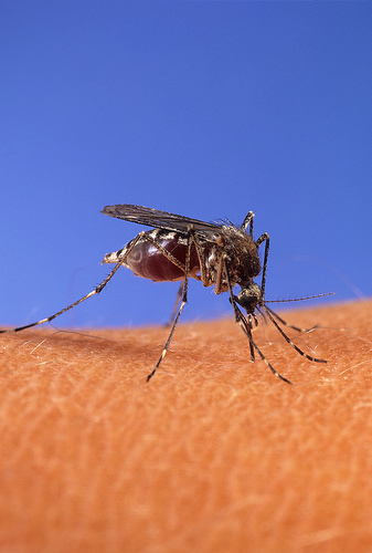 Mosquito on human skin.