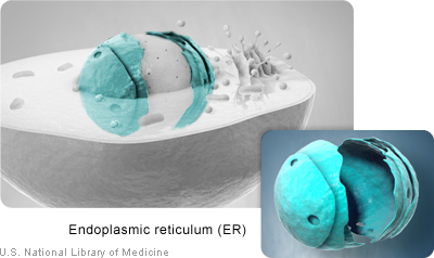 The endoplasmic reticulum is involved in molecule processing and transport.