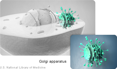 The Golgi apparatus is involved in packaging molecules for export from the cell.