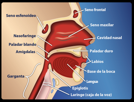 graphic of sinuses