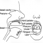 Drawing of of mouth