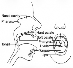 Drawing of of mouth