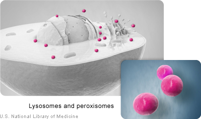 Lysosomes and peroxisomes destroy toxic substances and recycle worn-out cell parts.