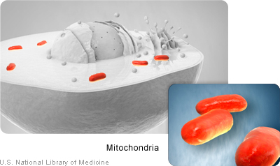Mitochondria provide the cell’s energy.