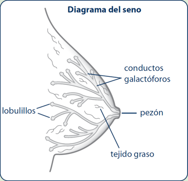Diagrama del seno