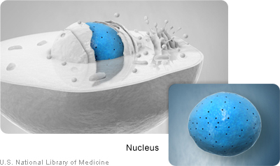 The nucleus contains most of the cell’s genetic material.