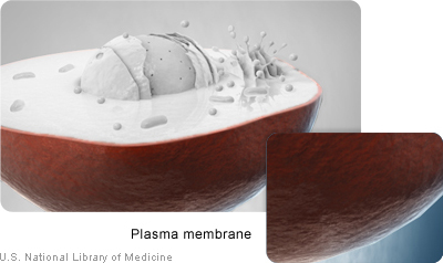 The plasma membrane is the outer covering around the cell.