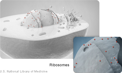 Ribosomes use the cell’s genetic instructions to make proteins.