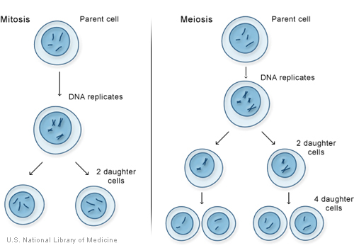 Mitosis and meiosis, the two types of cell division.