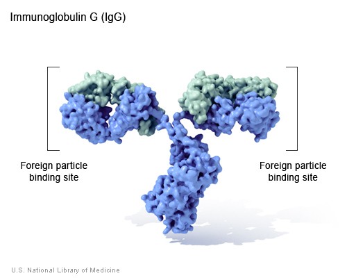 Immunoglobulin G is a type of antibody that circulates in the blood and recognizes foreign particles that might be harmful.