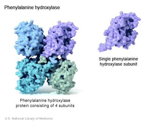 The functional phenylalanine hydroxylase enzyme is made up of four identical subunits.  The enzyme converts the amino acid phenylalanine to another amino acid, tyrosine.