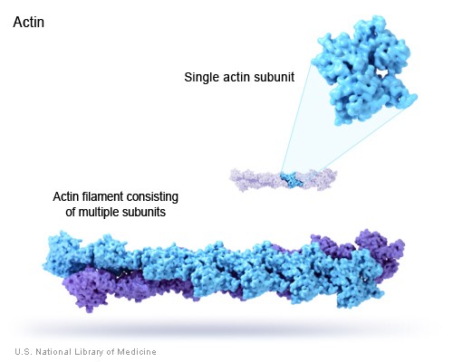 Actin filaments, which are structural proteins made up of multiple subunits, help muscles contract and cells maintain their shape.
