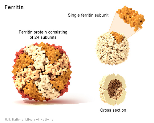 Ferritin, a protein made up of 24 identical subunits, is involved in iron storage.