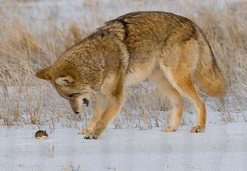 Image description: A coyote closely eyes a mouse at Denver&#8217;s Rocky Mountain Arsenal National Wildlife Refuge. Coyotes are not finicky and will hunt prey both large and small, from elk to insects and everything in between. This adaptability helps the coyote make its home in both remote regions and near urban areas.
Photo by Rich Keen, U.S. Fish and Wildlife Service
