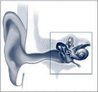 Illustration of the inner ear - Click to enlarge in new window.