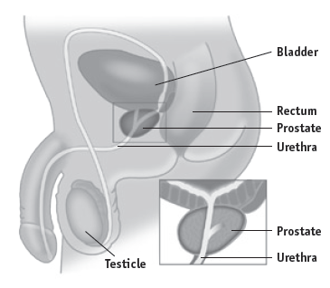 Image of the prostate gland in the body.