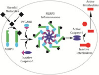 The NLRP3 inflammasome.