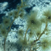 phytoplankton to macroalgae
