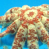 magnificent star starfish