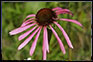 Bob Shaw's Prairie Plants