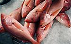 Red snappers lay on ice for sale at JMS Seafood, a fish wholesaler in the New Fulton Fish Market in the Bronx section of New York City June 21, 2010. REUTERS/Mike Segar