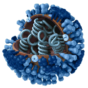 Vista en 3D -- Completa, con corte. Representación gráfica de la biología y la estructura de un virus genérico de la influenza, y que no pertenece al virus de la influenza H1N1 2009.