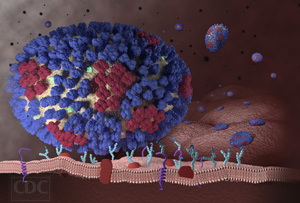 Información sobre el contagio de la influenza: el virus de la influenza compromete las células de las vías respiratorias