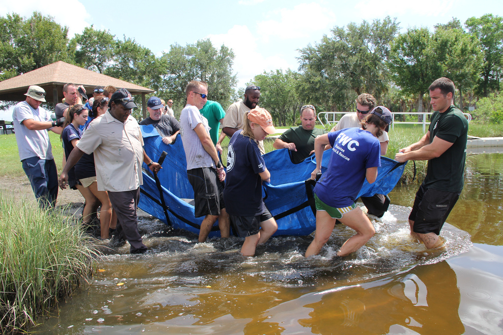 Image description: In June, biologists at the Florida Fish and Wildlife Research Institute received a report of a manatee trapped in a retention pond system. The manatee swam over a spillway during high water associated with a tropical storm but could not swim out once the water receded. The manatee was rescued and the bottom photo shows the release in Pinellas County waters.
Photo from the Florida Fish and Wildlife Conservation Commission.