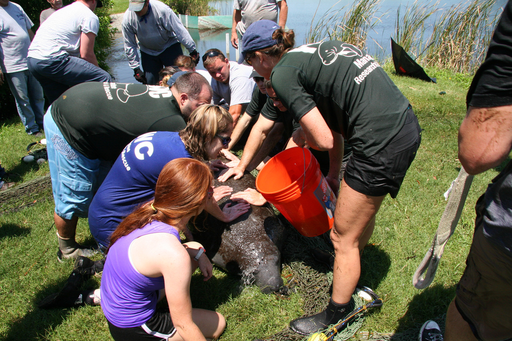 Image description: In June, biologists at the Florida Fish and Wildlife Research Institute received a report of a manatee trapped in a retention pond system. The manatee swam over a spillway during high water associated with a tropical storm but could not swim out once the water receded. The manatee was rescued and the bottom photo shows the release in Pinellas County waters.
Photo from the Florida Fish and Wildlife Conservation Commission.