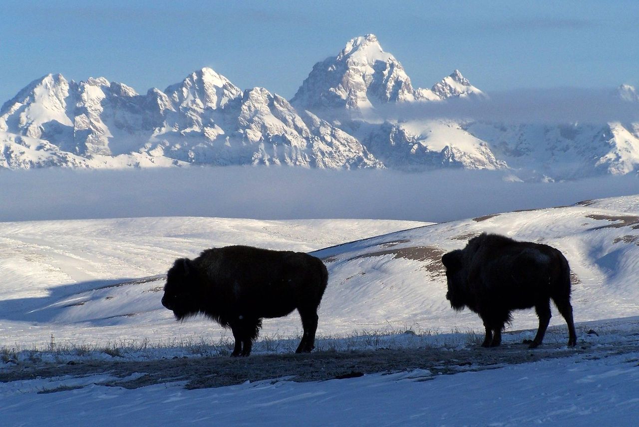 Image description: The U.S. Department of the Interior shared this story about the National Elk Refuge:


The National Elk Refuge in Wyoming works to provide, preserve, restore, and manage winter habitat for the nationally significant Jackson Elk Herd and habitat for endangered species, birds, fish, and other big game animals (like these Bison pictured above), and provide compatible human uses associated with the wildlife and wildlands.


Photo by the U.S. Fish and Wildlife Service