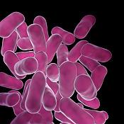 The probiotic Lactobacillus acidophilus