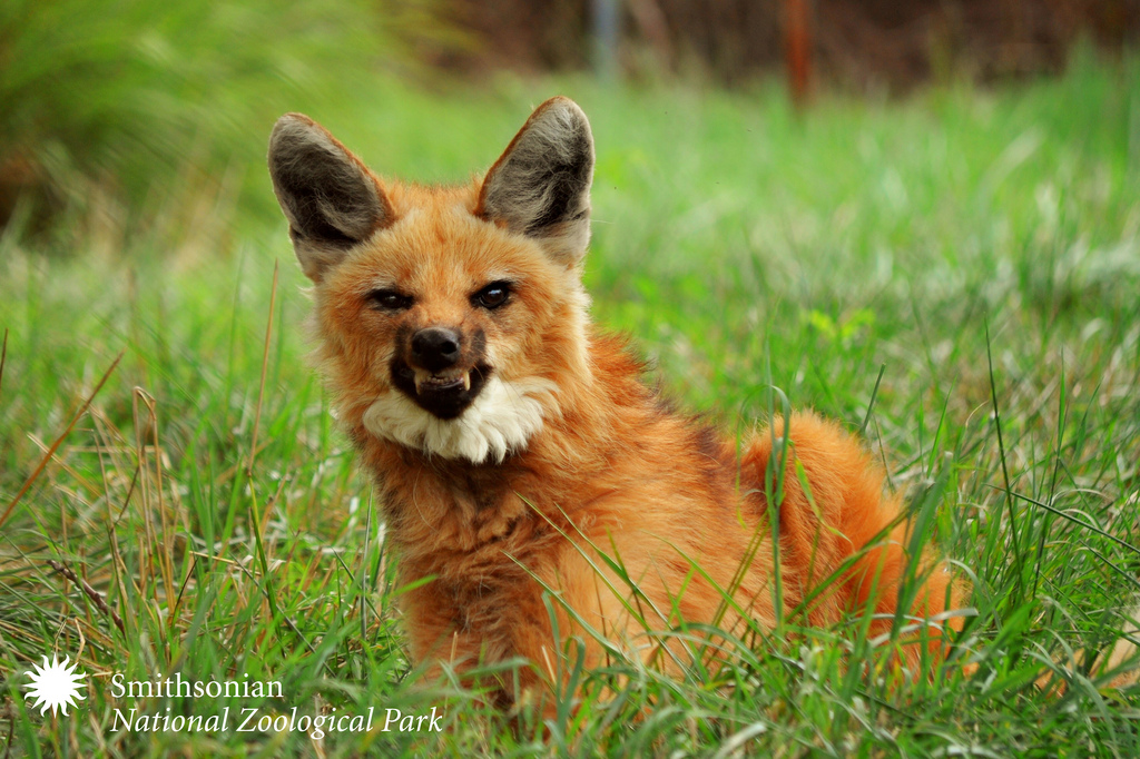 Image description: A maned wolf, Chrysocyon brachyurus, at the Smithsonian National Zoo. The maned wolf stands about three feet tall at the shoulder and weighs about 50 pounds. They&#8217;re omnivorous, eating small mammals, insects, reptiles, birds, bird eggs, fruits, and vegetation. In January of 2012, four maned wolf pups were born at the Zoo.
Photo from the National Zoo.