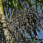 Amazonian palm berry