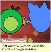 How immune cells are activated to attack foreign invaders