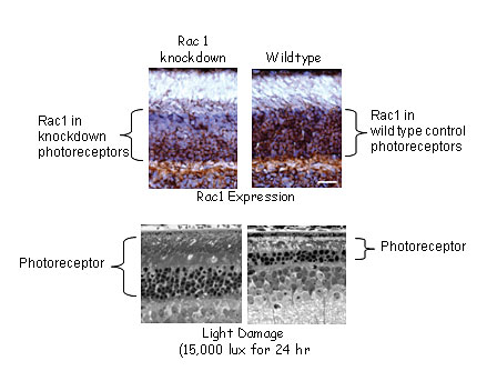 Rac1 Involvement in ROS Morphogenesis, Homeostasis, and Rod Degeneration