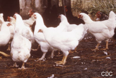 Photograph of chickens