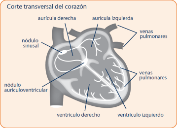 Corte transversal del corazon