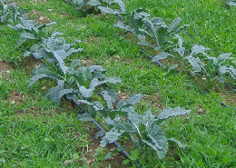 Web image: Photo of a crop field with a micro-irrigation system installed. Click image for full screen view