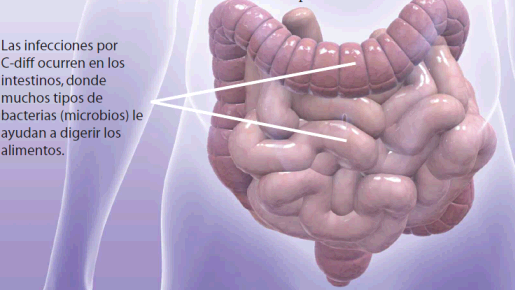 image of intestines