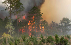 Lake City, Fla., 15 de mayo, 2007 – El incendio Bugaboo de la Florida