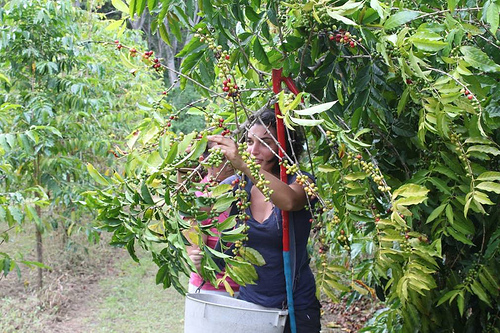 The company prides itself on handpicking all of its coffee cherries. (Photo credit: Hawaii Exports International)