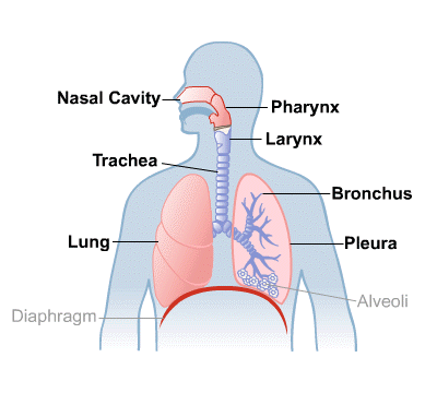 Body Map for Lungs and Breathing