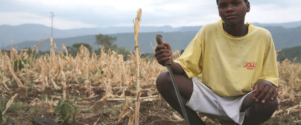 A dried out field of maize near Arba Minch, Ethiopia