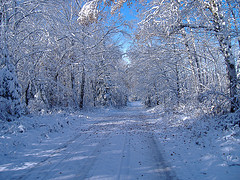 A snowy road through a forest