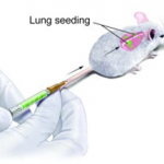 Lung Seeding