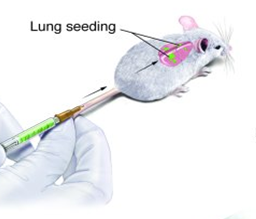 Tumor cells were delivered to mice by tail-vein injection.